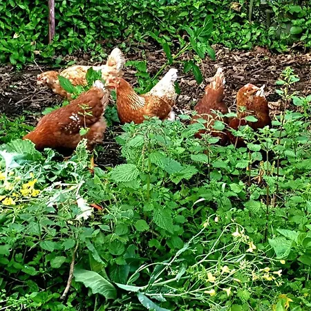 Casa Arneles Playa Casa de Férias Hio